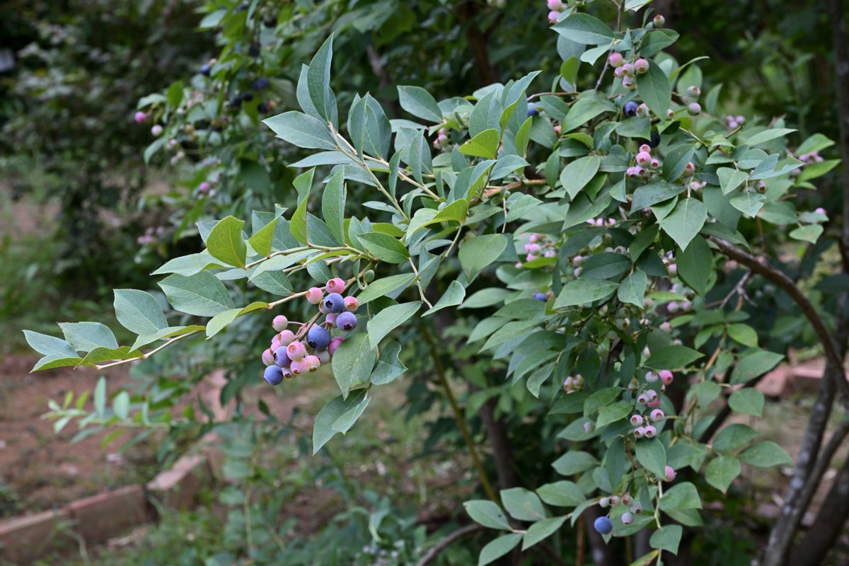 Brightwell Blueberry