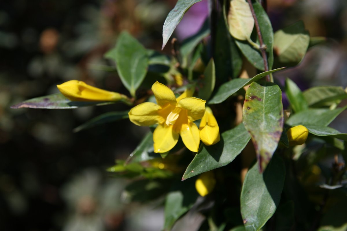 Carolina Jasmine