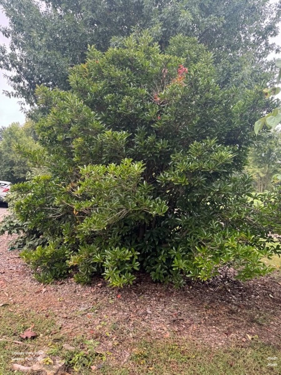 Chindo Viburnum