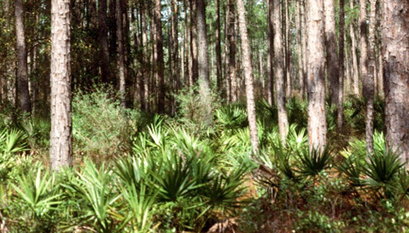 Dwarf Palmetto