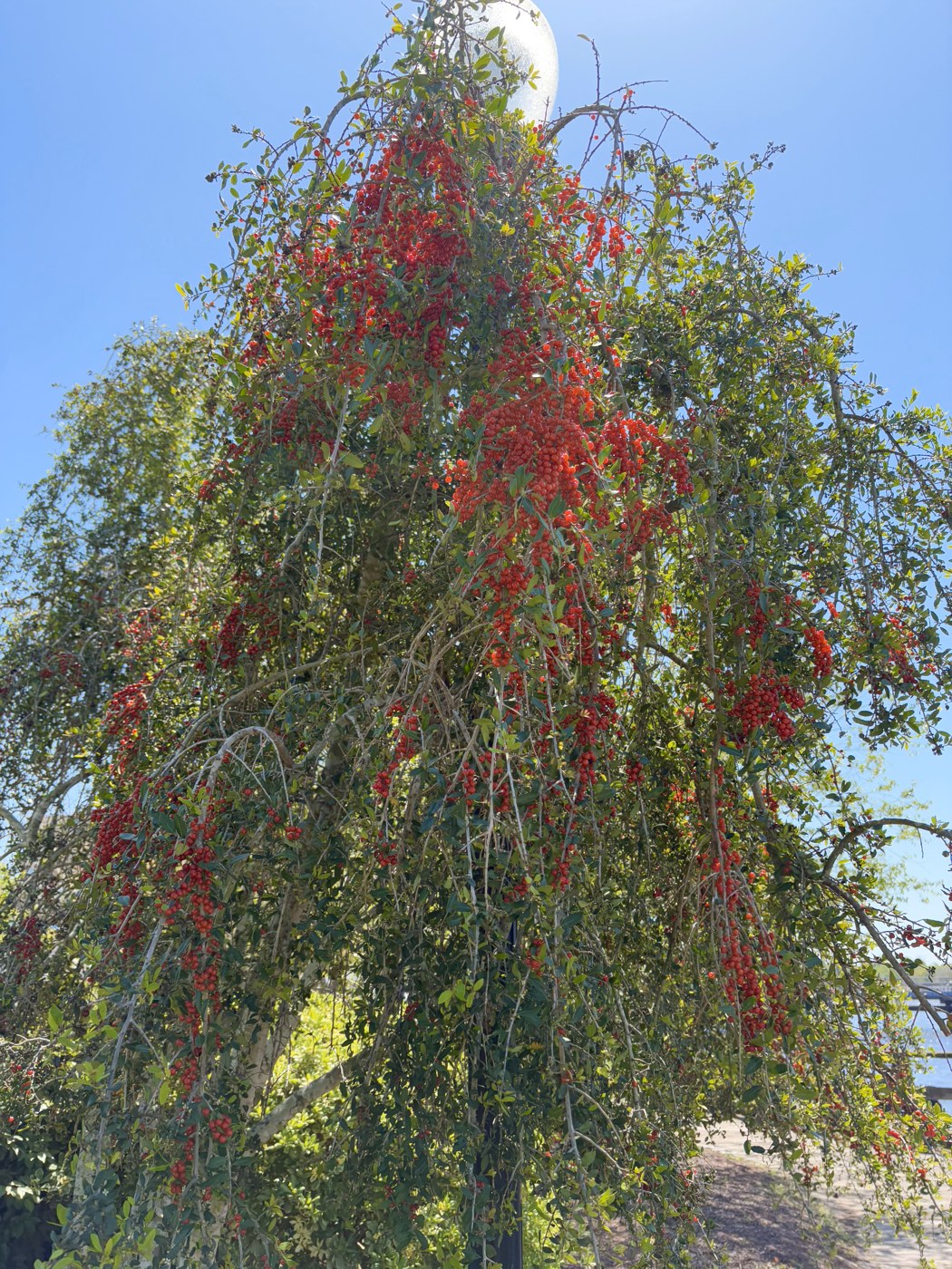 Dwarf Yaupon Holly
