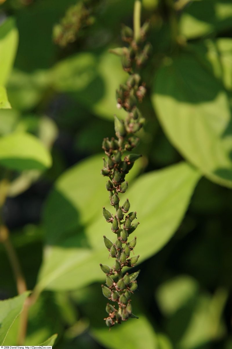 Henry's Garnet Sweetspire