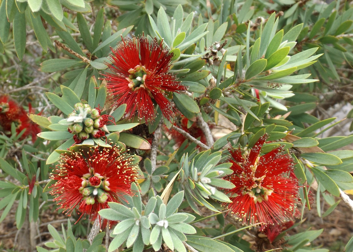 Little John Bottlebrush