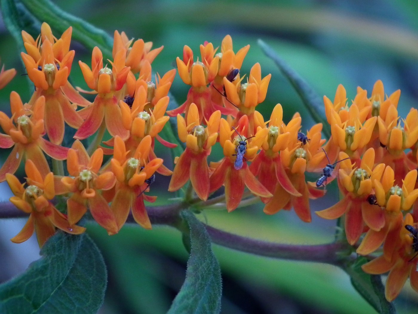 Native Orange Milkweed