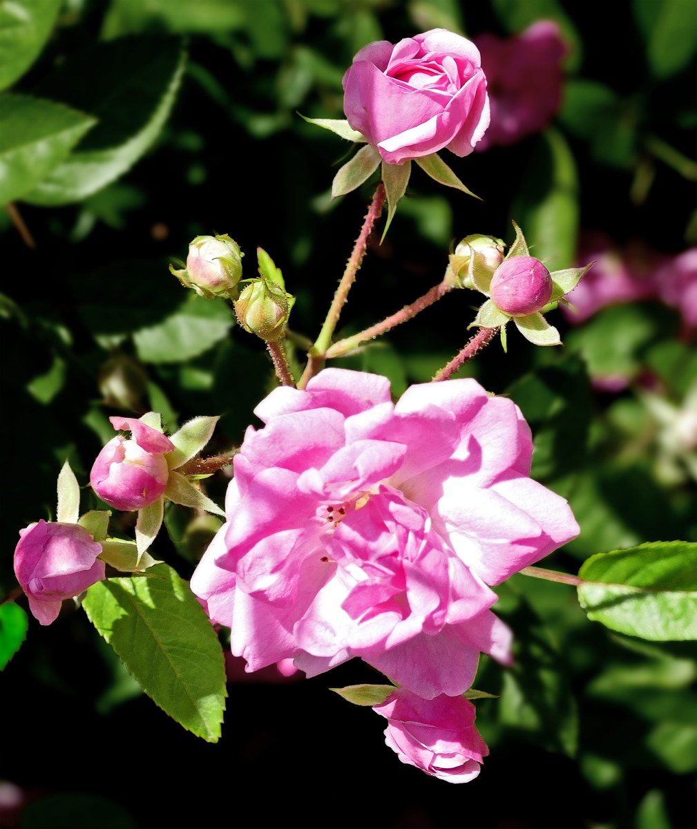 Peggy Martin Rose