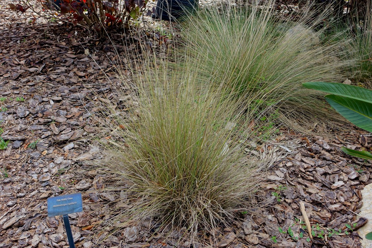 Pink Muhly Grass
