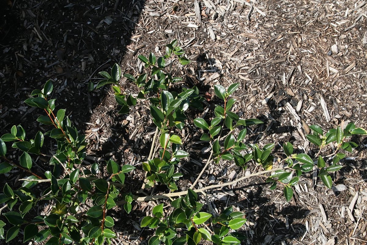 Shishigashira Camellia